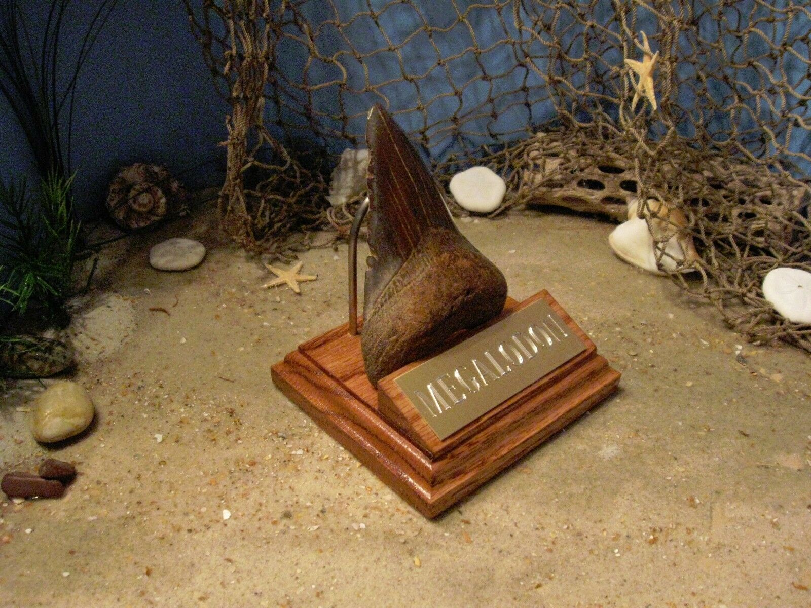 Megalodon Shark Tooth 4" Fossil Display Stand Engraved Plaque Tooth Not Included