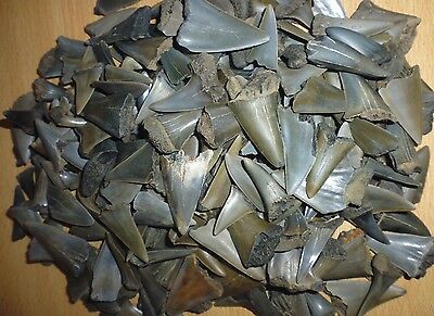 Lot Of 15 Mako Fossil Shark Teeth,from Belgium. Megalodon Era.